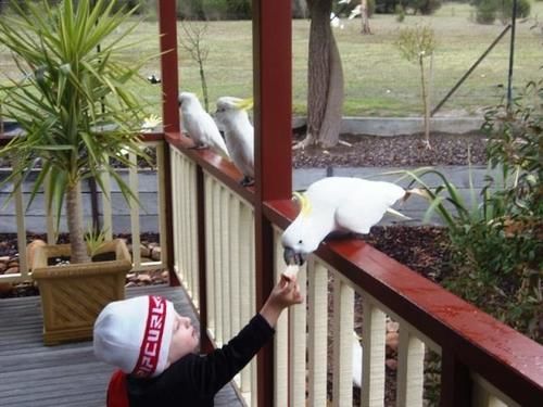 Halls Gap Valley Lodges Екстер'єр фото